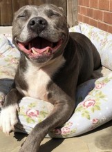 Los Angeles Escort Nice  and Gentlemen  Adult Entertainer in United States, Adult Service Provider, Escort and Companion.