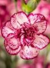 St. Louis Escort Whiskey  Lips  Adult Entertainer in United States, Adult Service Provider, Escort and Companion.