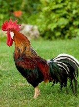 Kansas City Escort DaveBAE Adult Entertainer in United States, Adult Service Provider, Escort and Companion.