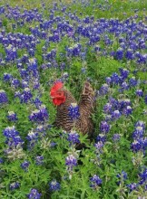 San Antonio Escort TX  cowboy Adult Entertainer in United States, Adult Service Provider, Escort and Companion.