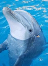 San Mateo Escort JCF Adult Entertainer in United States, Adult Service Provider, Escort and Companion.