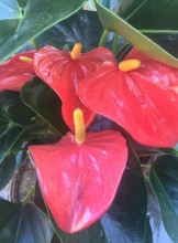 Sacramento Escort Zep Adult Entertainer in United States, Adult Service Provider, Escort and Companion.