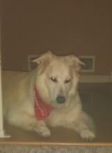 Minneapolis Escort Smiley Adult Entertainer in United States, Adult Service Provider, Escort and Companion.