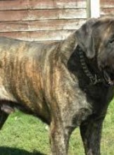 Fresno Escort abysion Adult Entertainer in United States, Adult Service Provider, Escort and Companion.