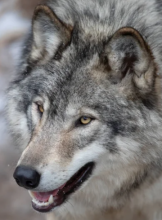 Los Angeles Escort Harp59 Adult Entertainer in United States, Adult Service Provider, Escort and Companion.