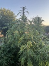 Sacramento Escort Sammy4snapper Adult Entertainer in United States, Adult Service Provider, Escort and Companion.